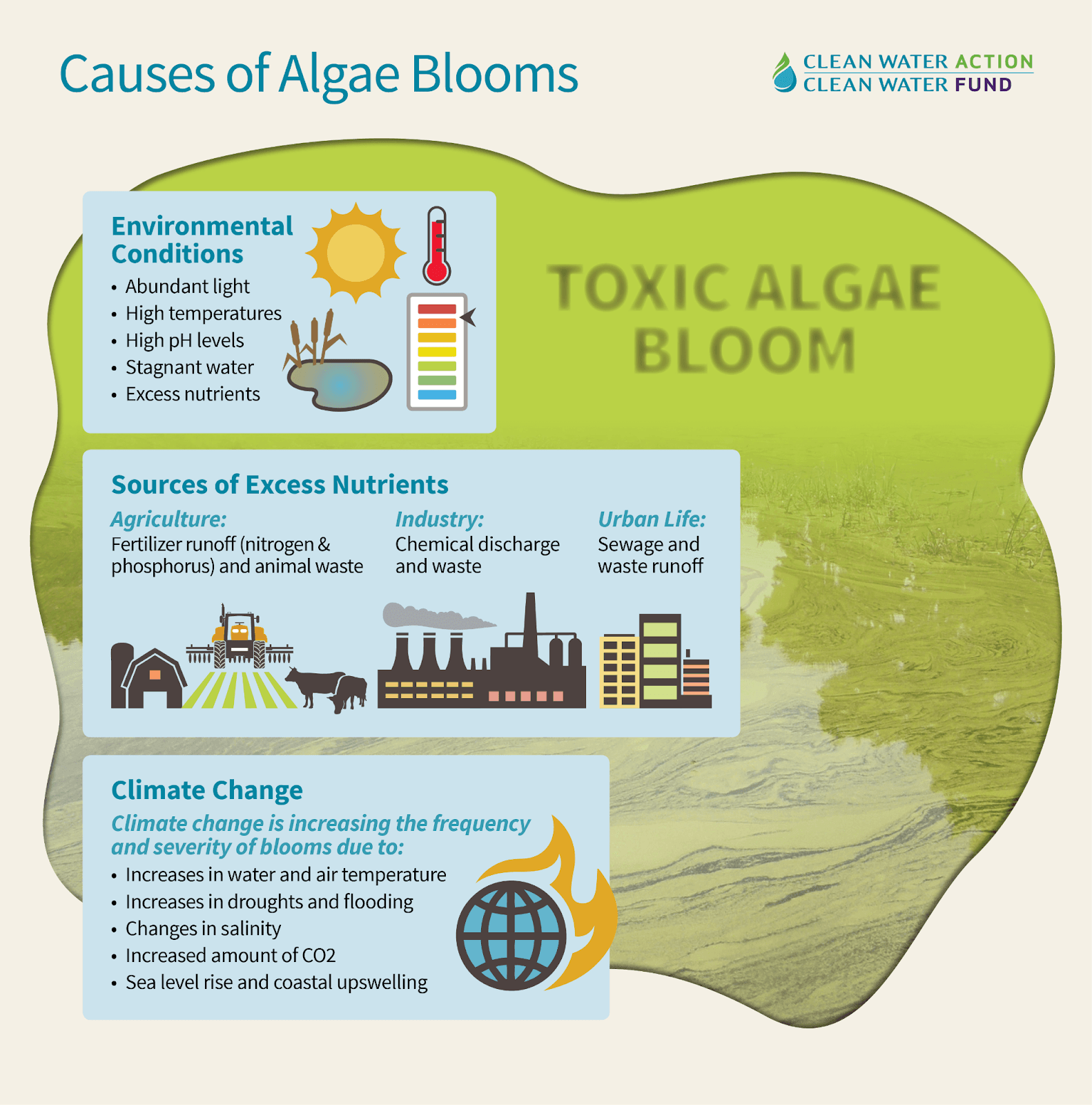 Illustration for Toxic Algal Bloom Kills Marine Life (Harmful Algal Bloom)