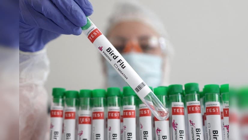 Illustration for Global Bird Flu Outbreaks Escalate (Avian Influenza)