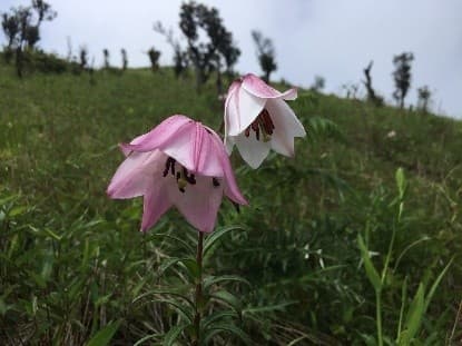 Illustration for Operation Olivia Protects Olive Ridleys (Olive Ridley)
