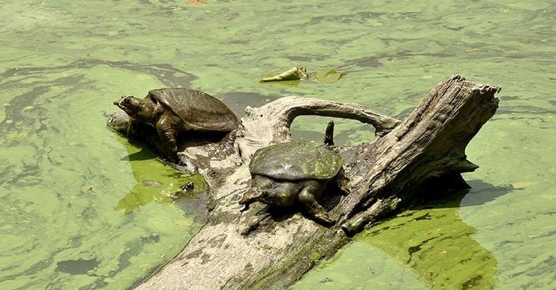 Illustration for Schistura densiclava Cave Fish Discovery (Endemic Fish)