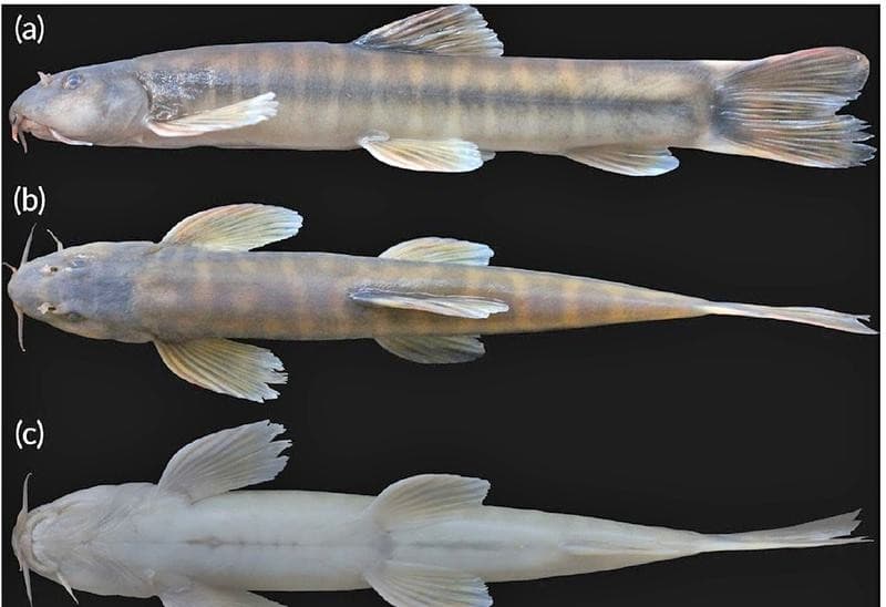 Illustration for NASA Bird-Wing Solar Eruption Observation (Solar Eruptions)