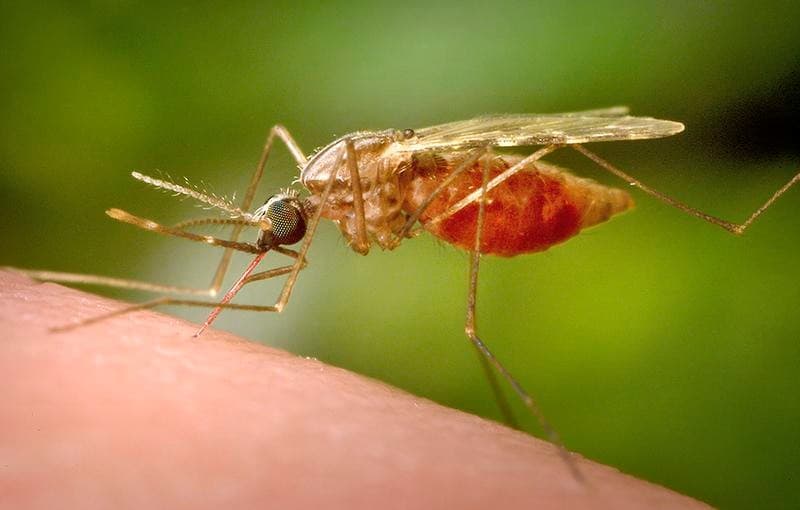 Illustration for Sagarmatha Sambaad Global Himalayan Dialogue (Sagarmatha Sambaad)