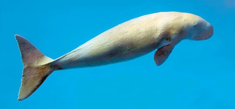 Illustration for Dugong Conservation Status (Endangered Species)