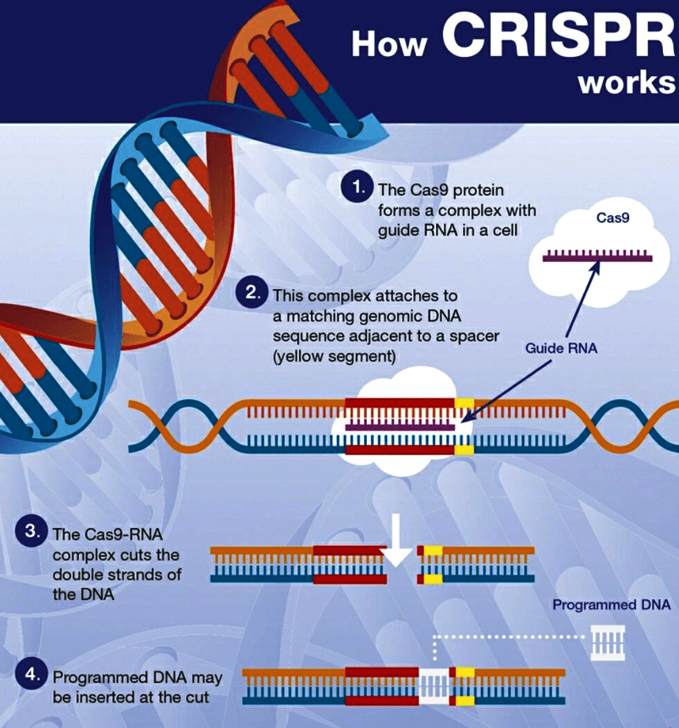 Illustration for Customised Base Editing Therapy (Gene Editing Therapy)