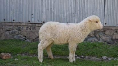 Illustration for India's Gene-Edited Sheep CRISPR Breakthrough (Gene Editing)