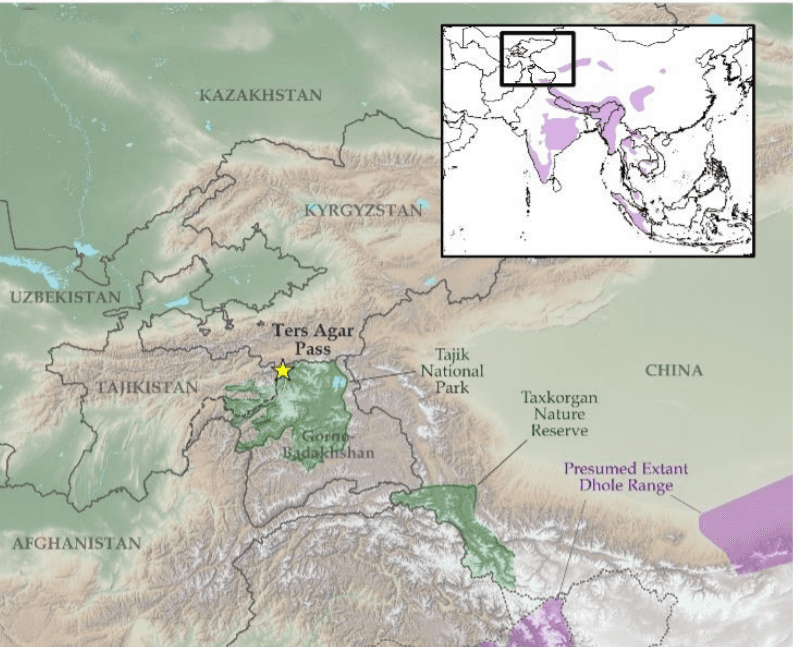 Illustration for Dhole Distribution And Conservation Status (Asiatic Wild Dog)
