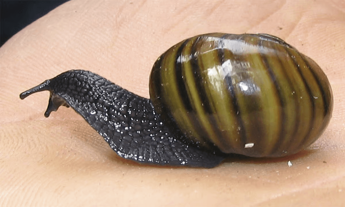 Illustration for Endemic Mount Augustus Carnivorous Snail (Endemic Snail)