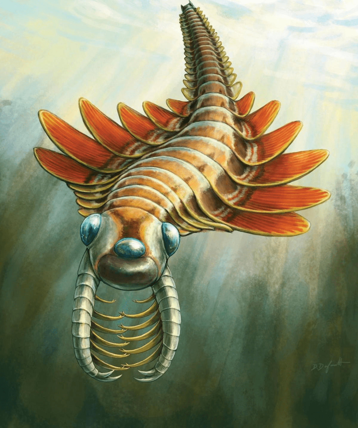 Illustration for Mosura Fentoni Cambrian Fossil (Cambrian Fossil)