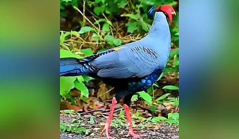 Illustration for Indian Grey Wolf Pups Birth (Indian Grey Wolf)