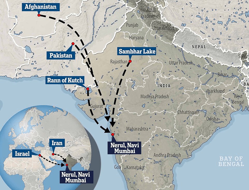 Illustration for Lesser Flamingo Migration to Kutch (Lesser Flamingo)