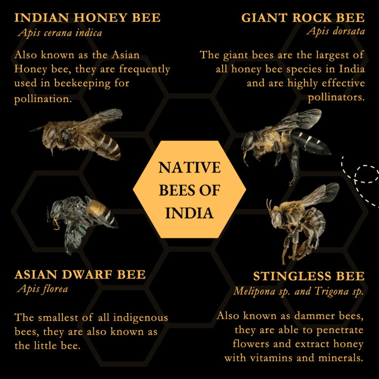Illustration for Stingless Bees Pollination Benefits (Stingless Bees)