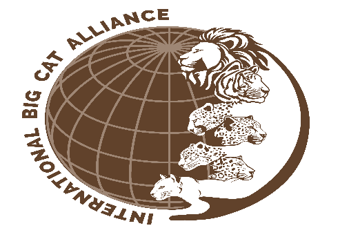 Illustration for Oligocene Nothopegia Fossil Leaves (Fossil Discovery)