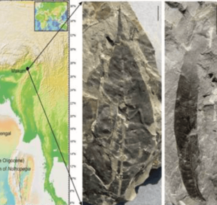 Illustration for Exercise Shakti 2025 Drill (Indo-French Drill)