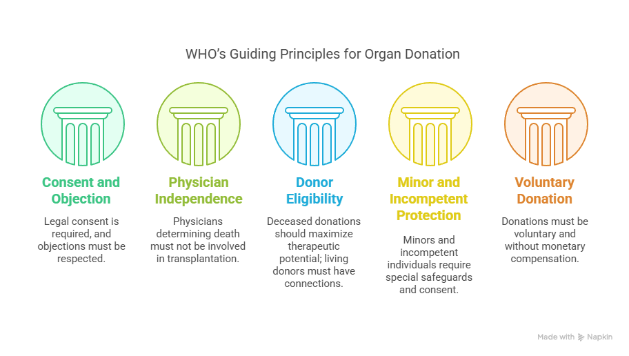 Illustration for Organ Transplantation Challenges in India (Organ Transplant Policy)