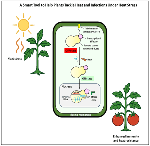 Illustration for Stress-Responsive CRISPR Plant Switch (Genome Editing)