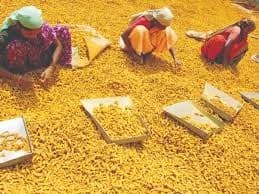 Illustration for National Turmeric Board Headquarters Inaugurated (Spice Board)