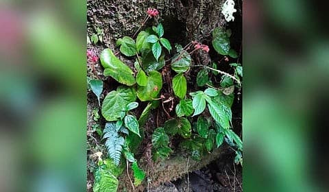 Illustration for Begonia nyishiorum Discovery (Endemic Begonia)