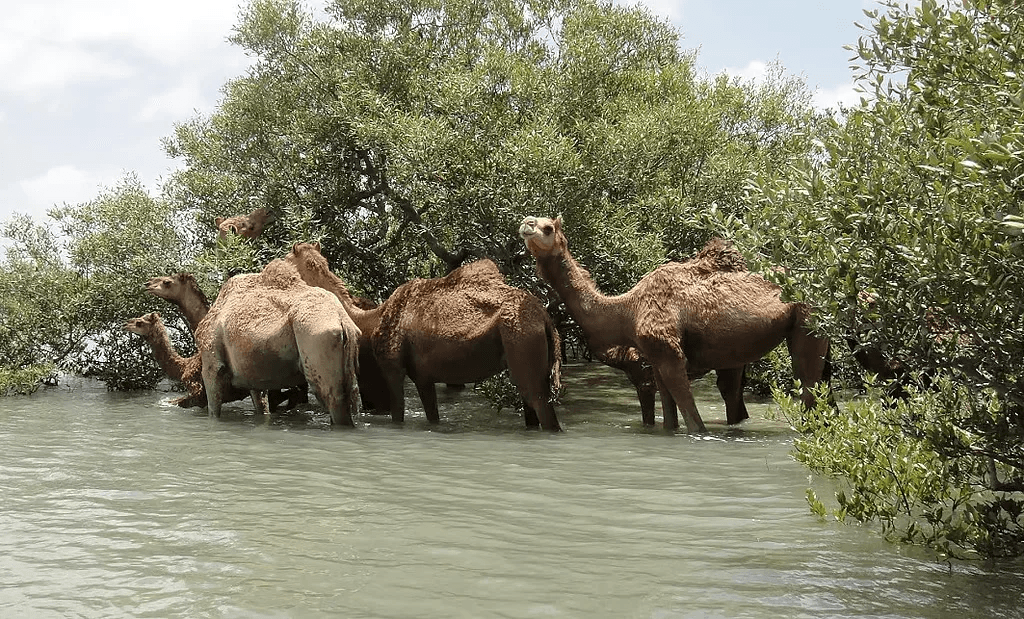 Illustration for Endangered Kharai Camel (Endangered Camel)