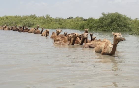 Illustration for Kharai Camel Swimming Breed of Gujarat (Kharai Camel)