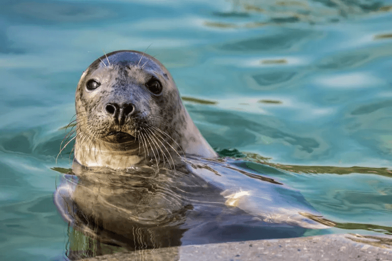 Illustration for Baltic Grey Seal Conservation Effort (Grey Seal)