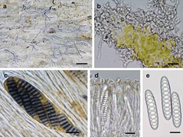 Illustration for Allographa effusosoredica Discovery (New Lichen Species)