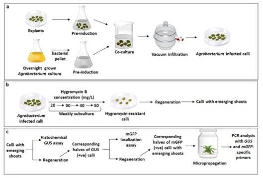 Illustration for GM pineapple resists Fusariosis fungus (GM Crops)