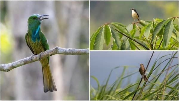 Illustration for Kaziranga Grassland Bird Census 2025 (Biodiversity Monitoring)