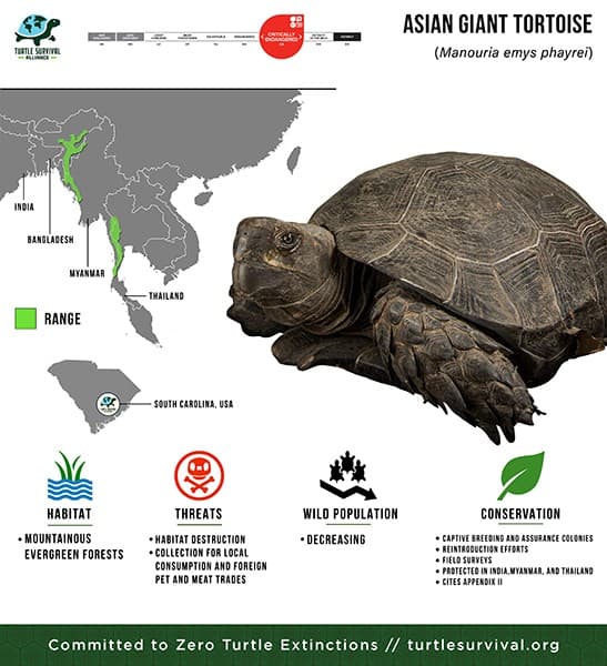 Illustration for Asian Giant Tortoise Reintroduction Nagaland (Tortoise Reintroduction)
