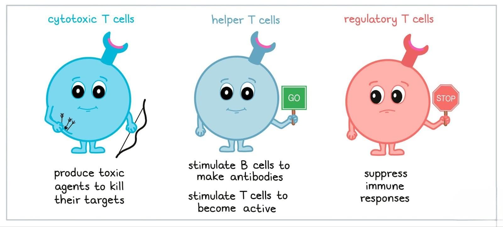 Illustration for AI-Designed Proteins Boost T-Cell Production (AI Protein Design)