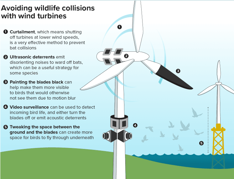 Illustration for Nilgiri Tahr Population Increase Survey 2025 (Endangered Mammal)