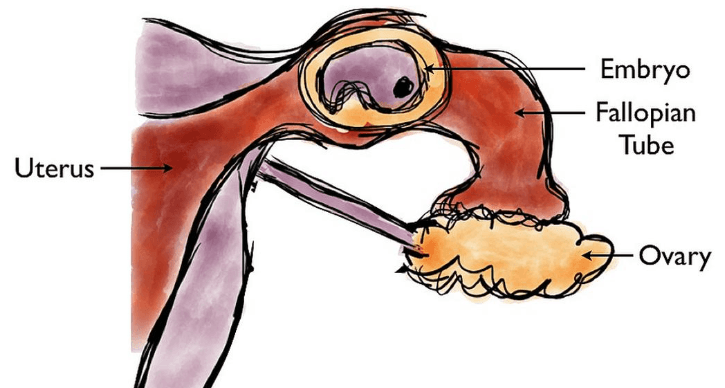 Illustration for Ladakh Seeds Sent to ISS (Space Agriculture)