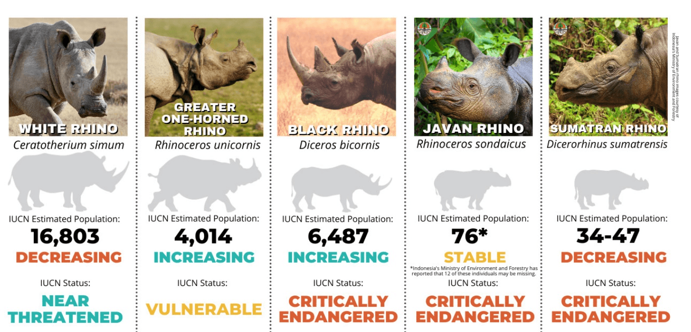 Illustration for Rhisotope Project Radioisotope Rhino Protection (Rhino Conservation)
