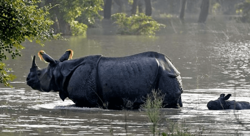 Illustration for Operation Falcon Rhino Anti-Poaching Drive (Rhino Protection)