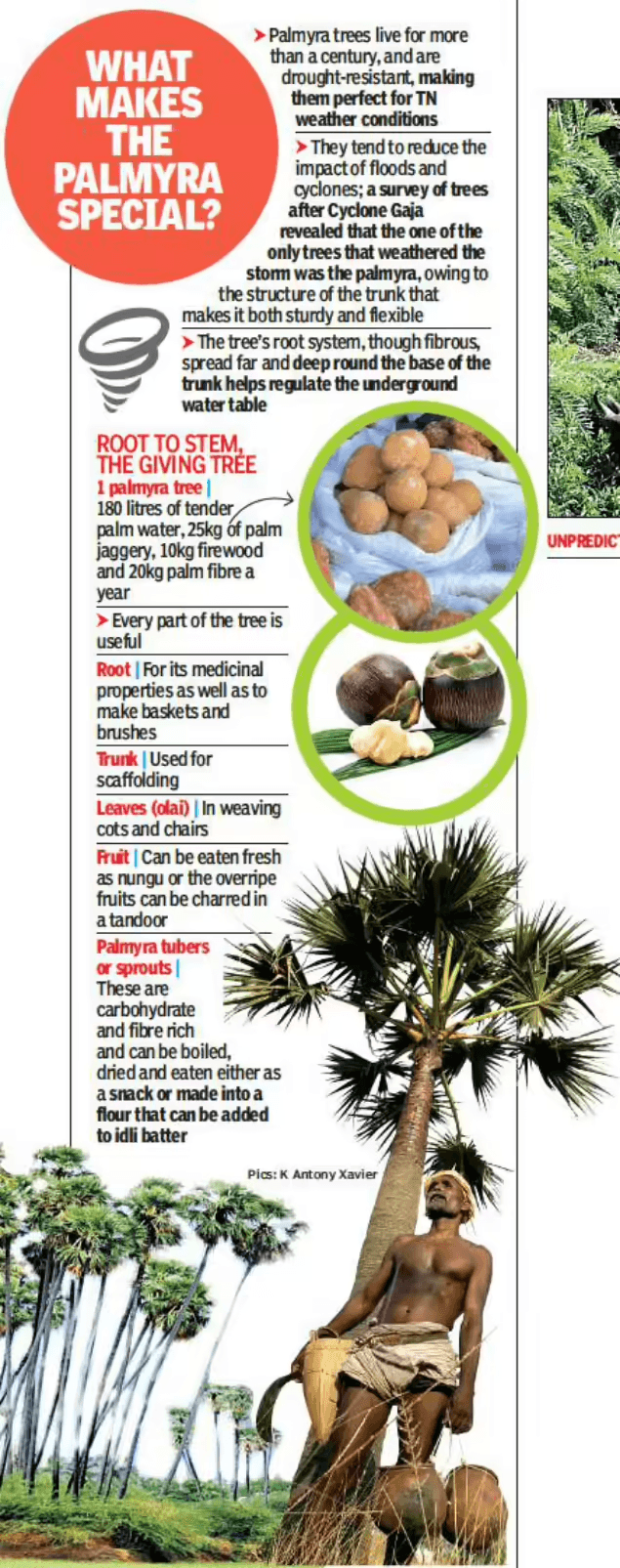 Illustration for Palmyra Palm Ecological Significance (Indigenous Palm Tree)
