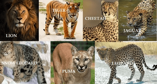 Illustration for Super Garuda Shield Exercise 2025 (Military Exercise)