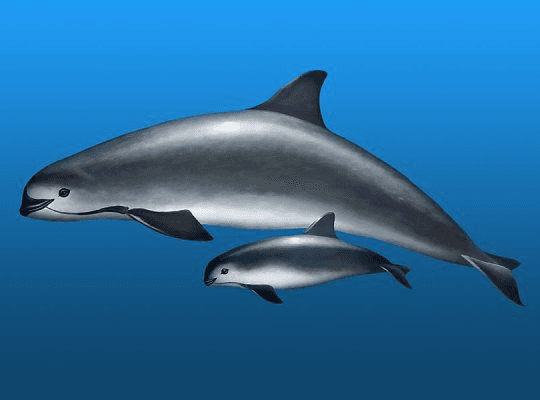Illustration for Vaquita Porpoise Conservation Status (Endangered Cetacean)