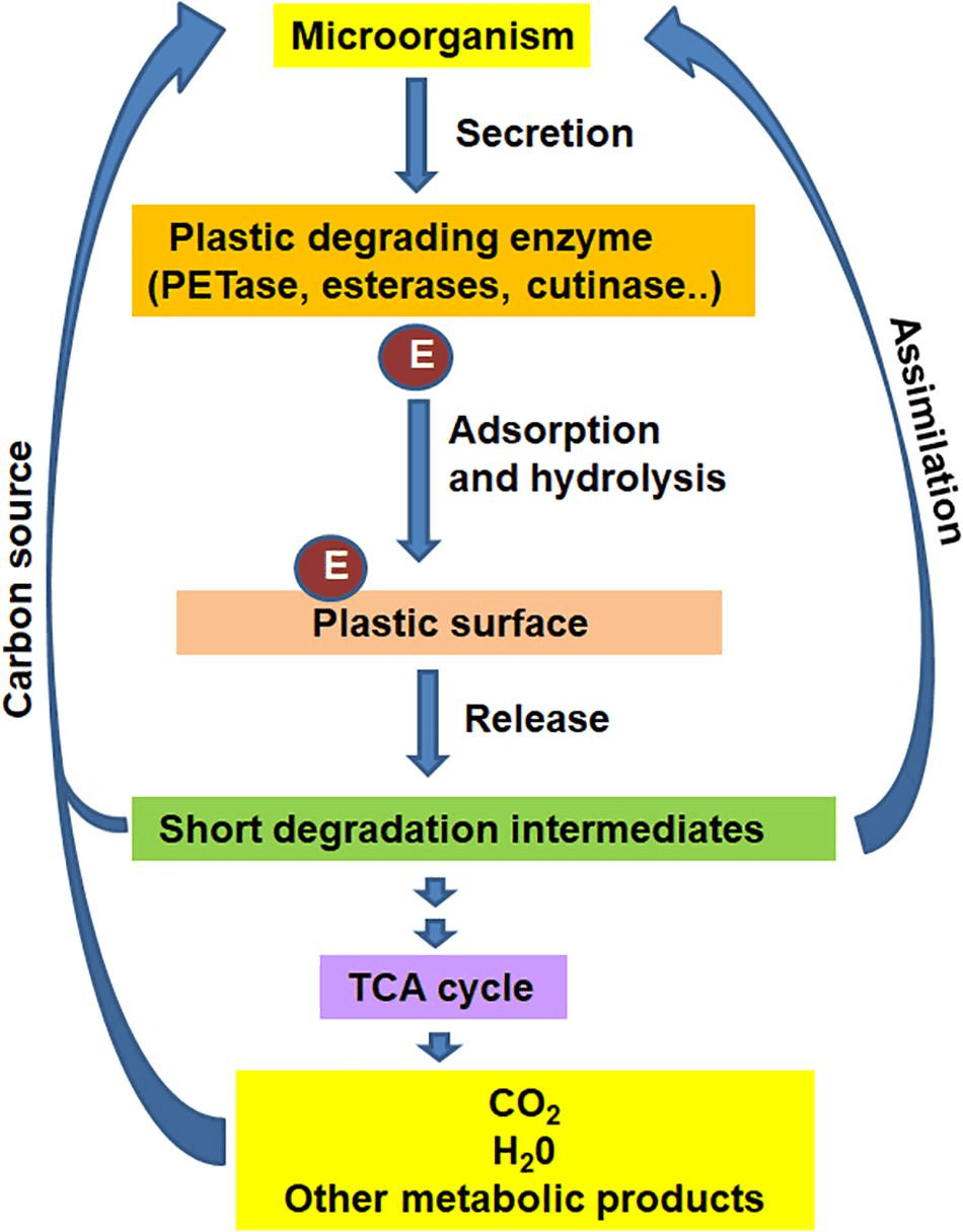 Illustration for Plastic-Degrading Microbes in Sundarbans (Microplastic Pollution)