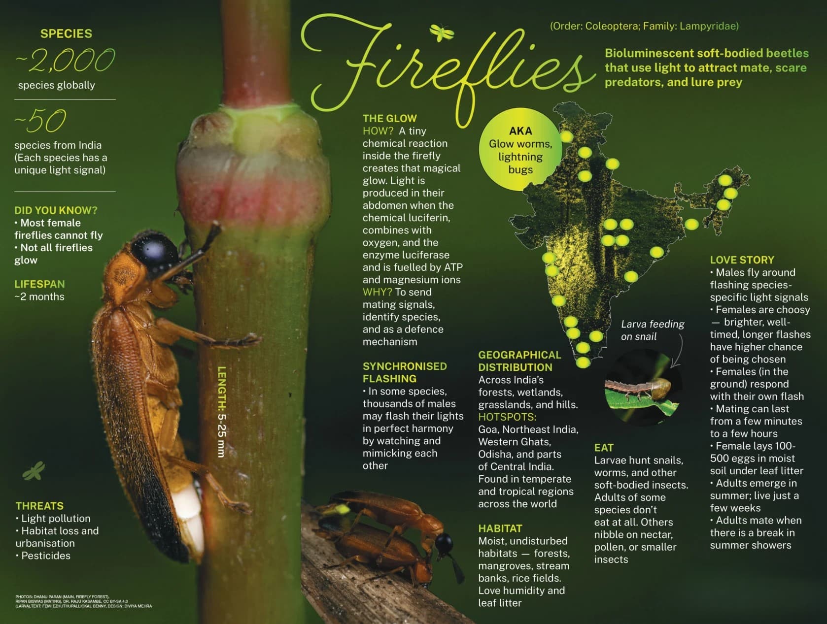 Illustration for Fireflies as Pollution Bioindicators (Bioluminescent Beetles)