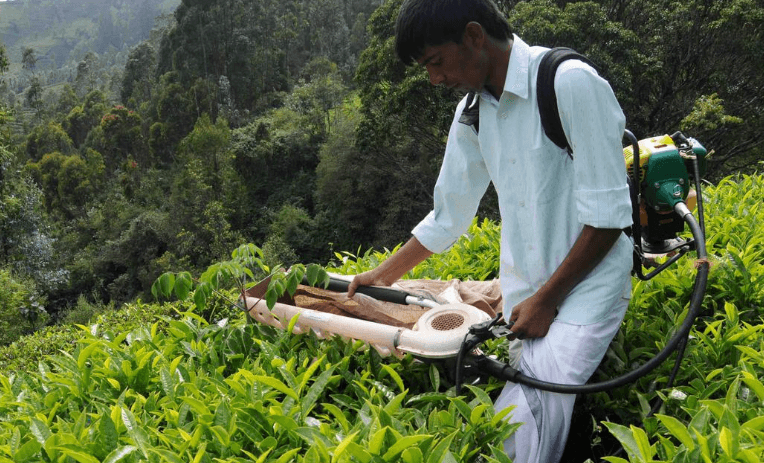 Illustration for Nilgiri Tea Geographical Indication (GI Agricultural Product)