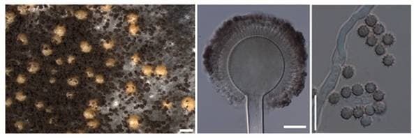 Illustration for New Aspergillus Species in Western Ghats (New Fungi Species)