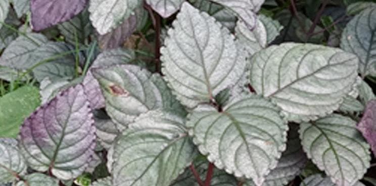 Illustration for Red Ivy Medicinal Plant Discovery (Medicinal Plant)