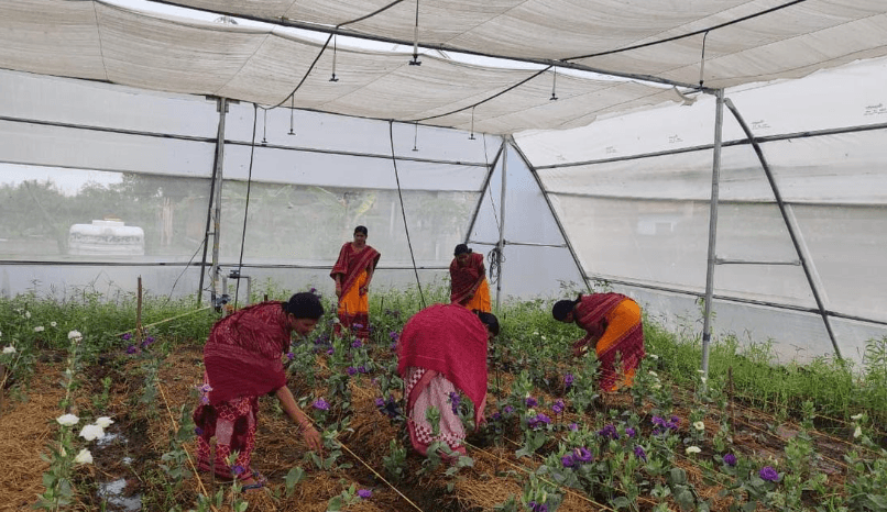 Illustration for Eustoma Ornamental Flower (Ornamental Flower)