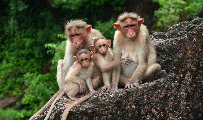 Illustration for Bonnet Macaque Ecology (Endemic Primate)