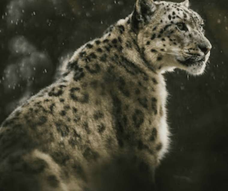 Illustration for Snow Leopard Status (High-Altitude Cat)