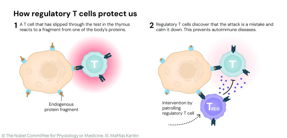 Illustration for Nobel Medicine 2025 Regulatory T Cells (Regulatory T Cells)