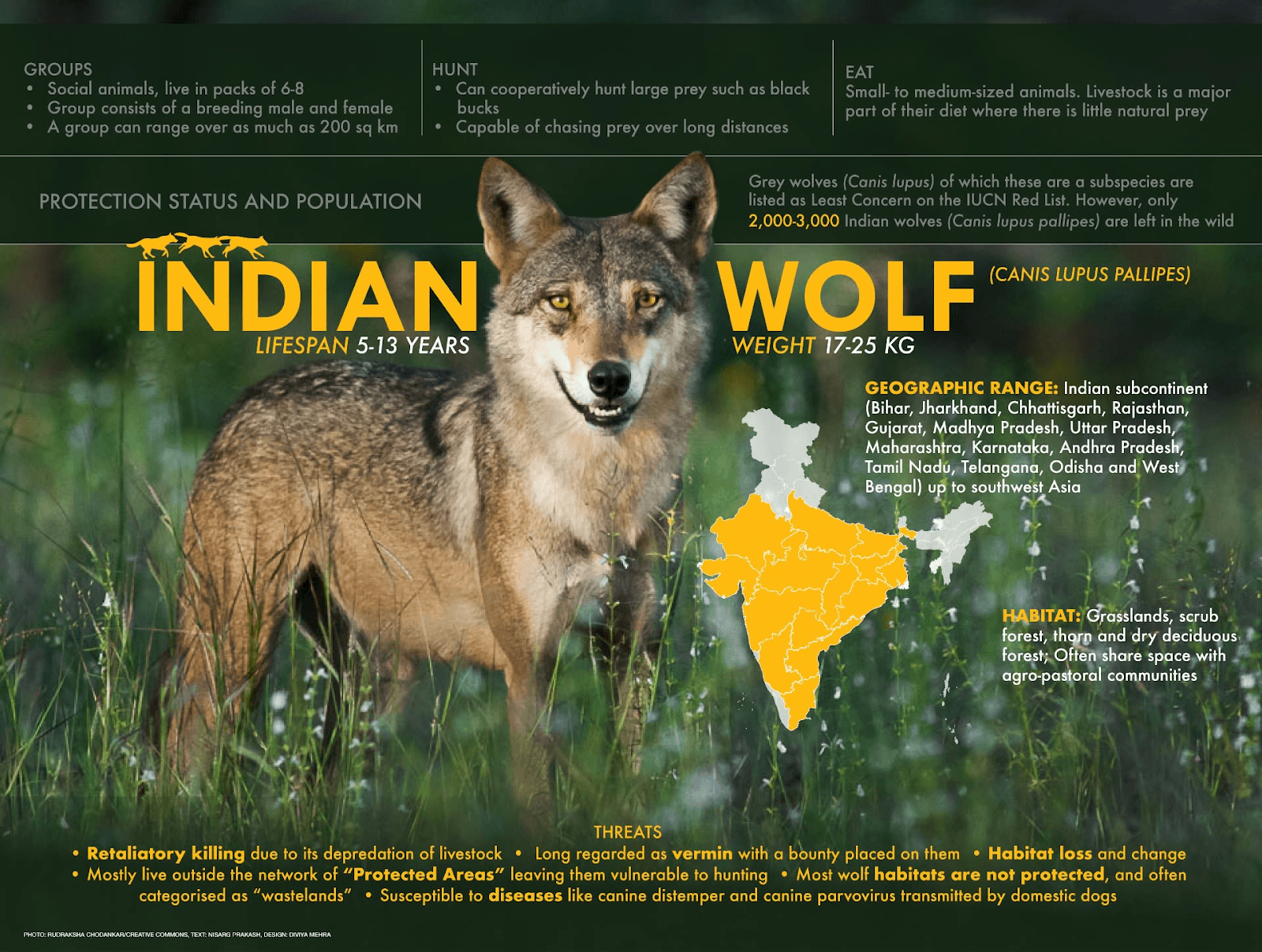 Illustration for Indian Wolf Species Recognition (Indian Wolf)