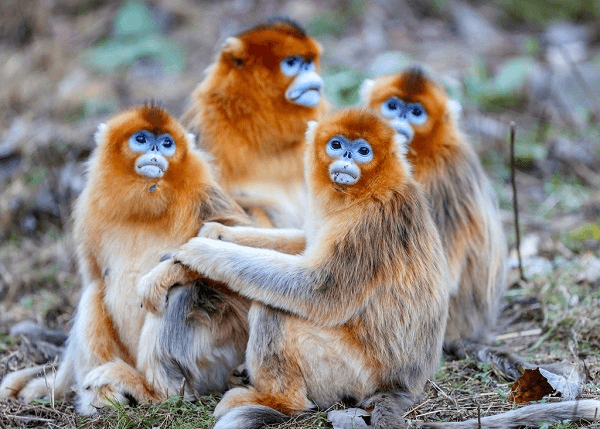 Illustration for China wildlife diplomacy (Animal Diplomacy)