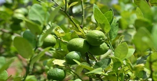 Illustration for Indi & Puliyankudi GI Lime Export (GI Tags)