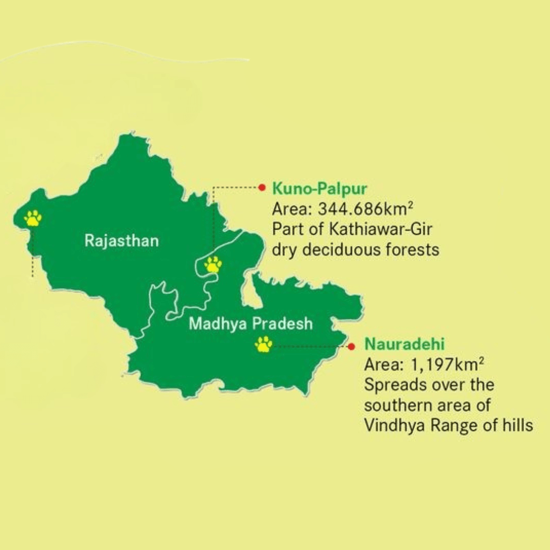 Illustration for Nauradehi Sanctuary cheetah relocation hub (Cheetah Reintroduction)