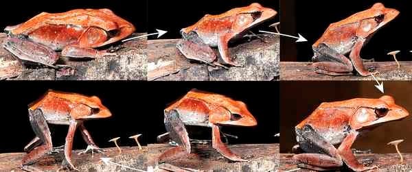 Illustration for Unique anti-predator traits in Indian frogs (Frog Defence Behaviour)